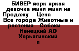 БИВЕР йорк яркая девочка мини мини на Продажу! › Цена ­ 45 000 - Все города Животные и растения » Собаки   . Ненецкий АО,Харьягинский п.